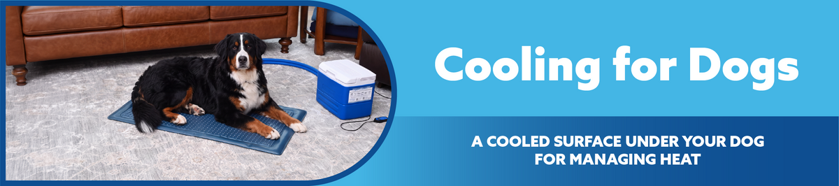 Promotional graphic for dog cooling pads, featuring a Bernese mountain dog lying on a blue cooling mat in a living room setting next to a cooler, with text reading 'Cooling for Dogs'.