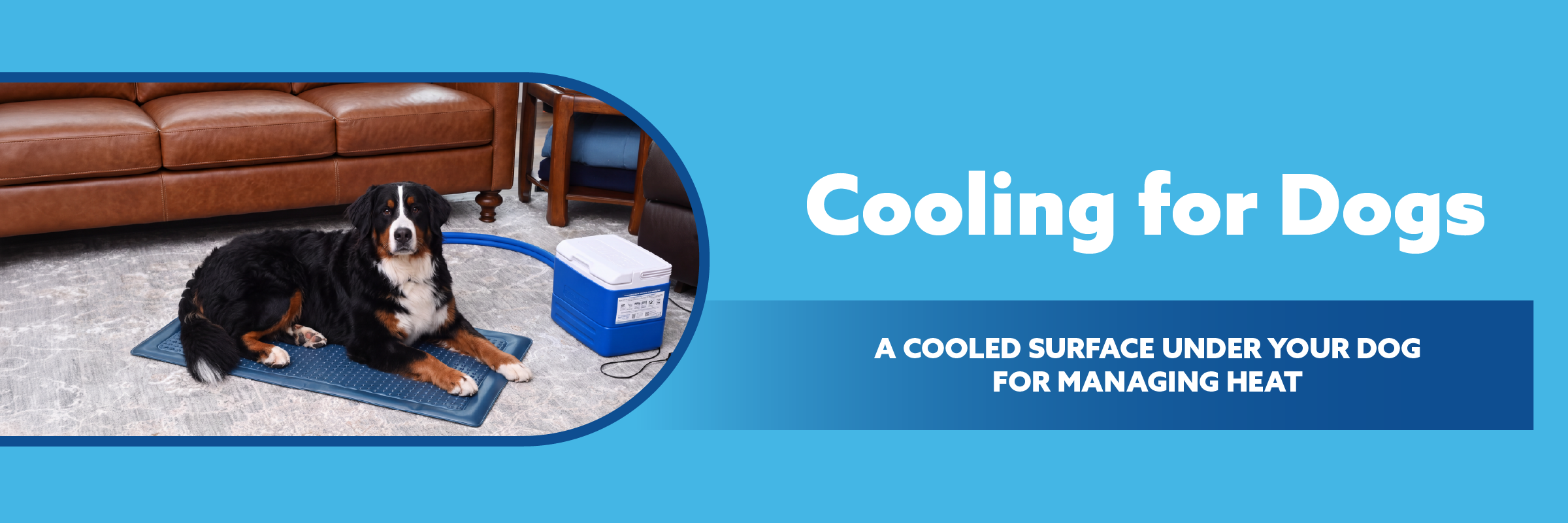 Promotional graphic for dog cooling pads, featuring a Bernese mountain dog lying on a blue cooling mat in a living room setting next to a cooler, with text reading 'Cooling for Dogs'.