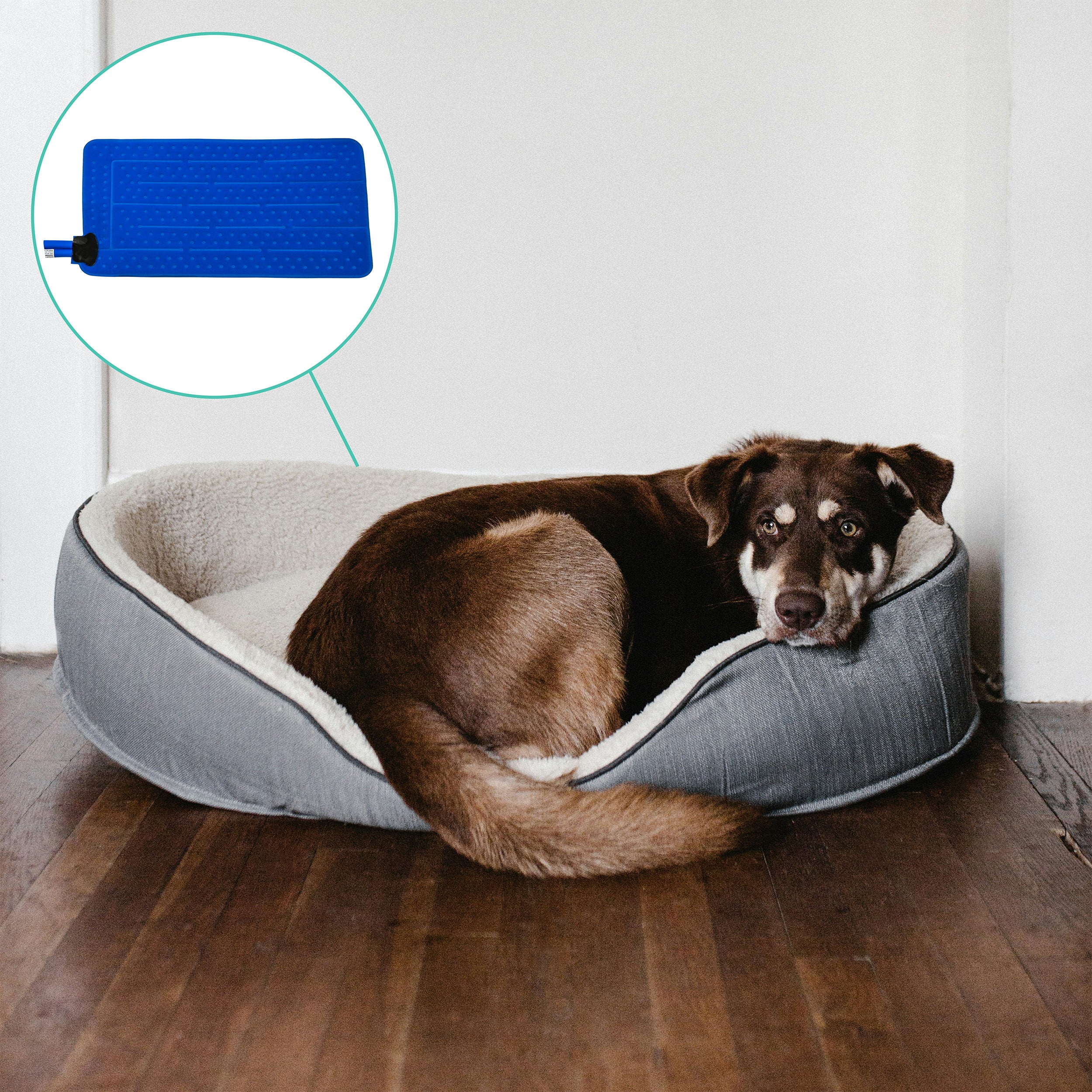 Dog lying on dog bed with Active Ice® Rectangular Universal Cold Therapy System 
