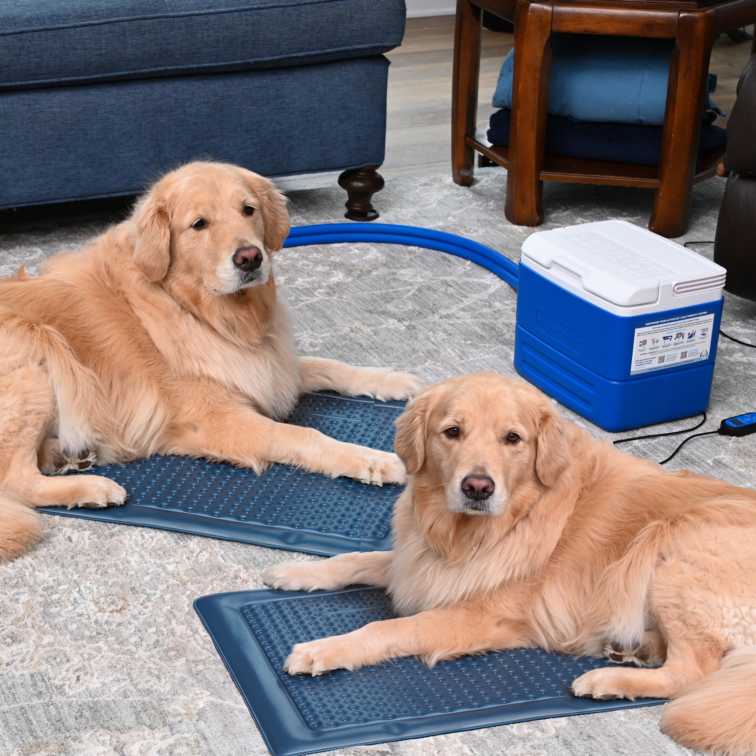 Two golden retriever dogs lying on blue cooling mats in a living room, with a blue portable cooler and connecting hose nearby.
