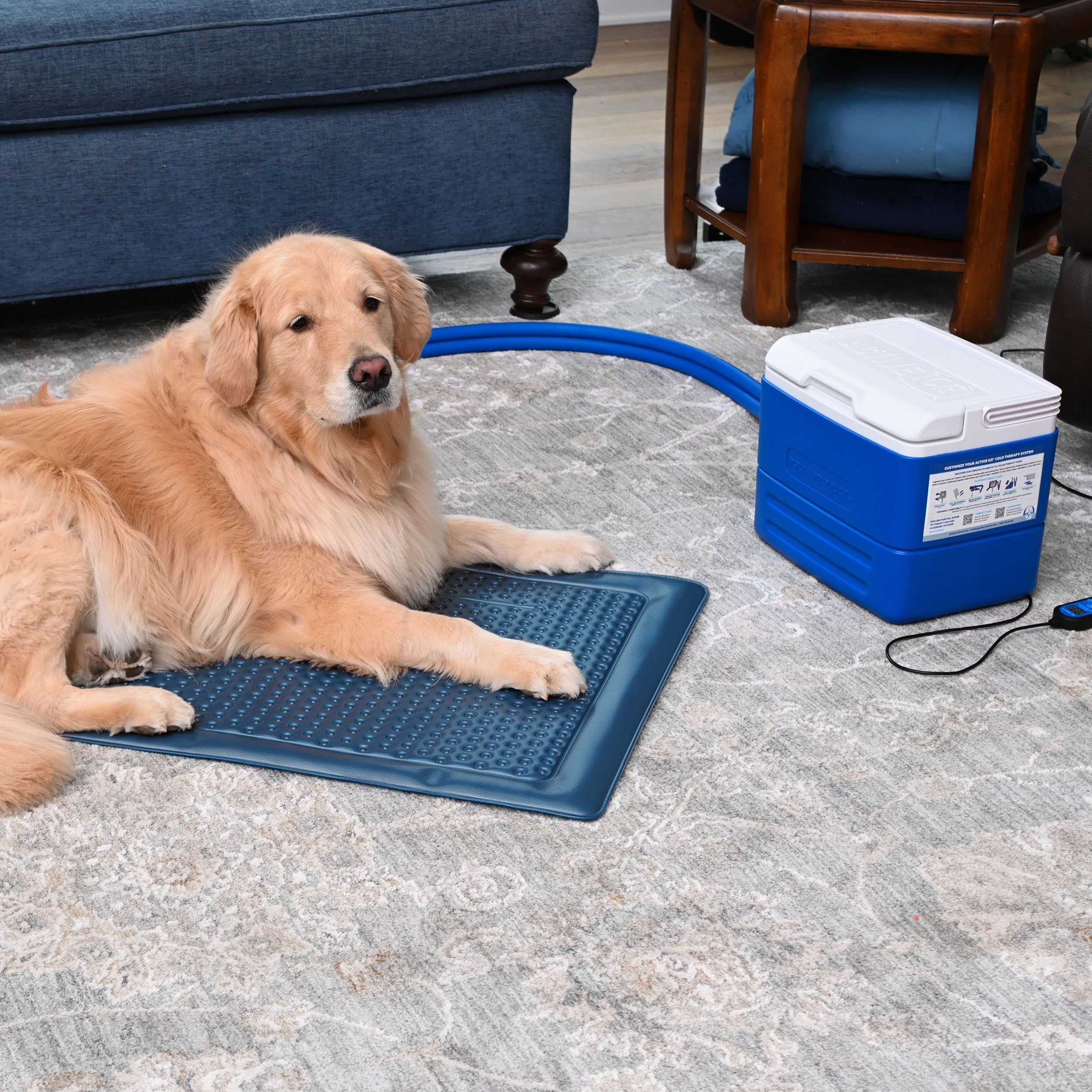 A golden retriever dog lies on a blue cooling mat on a carpeted floor, with a blue hose connecting the mat to a blue and white portable cooling reservoir in a living room setting.