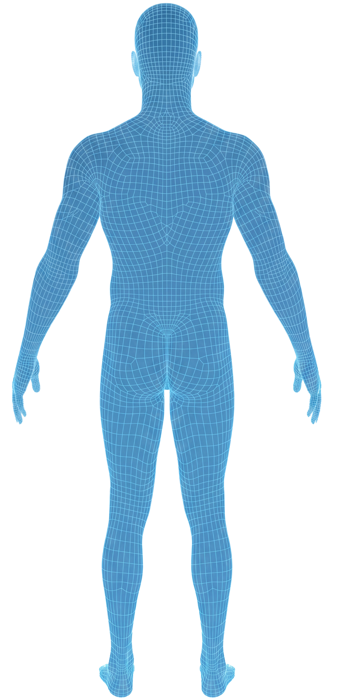 Back view of the body
