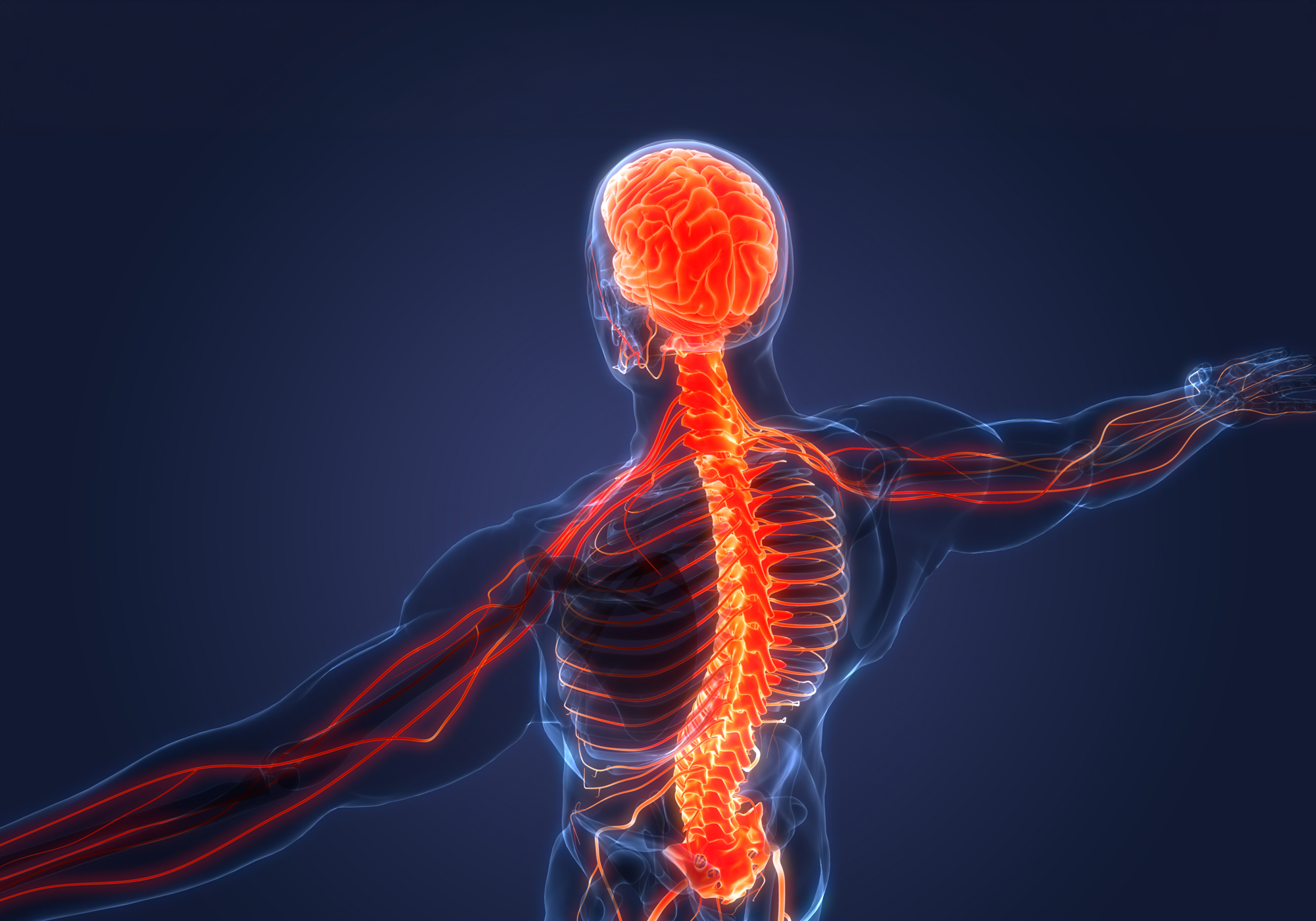 Anatomical illustration of a human body with highlighted nervous system on a dark background