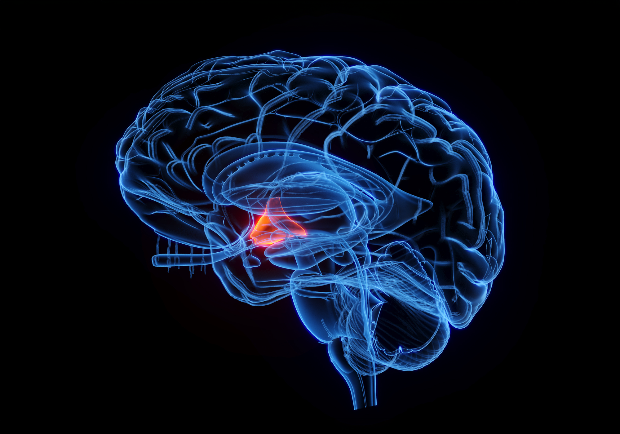 Neurological illustration of a brain with a highlighted area on a black background