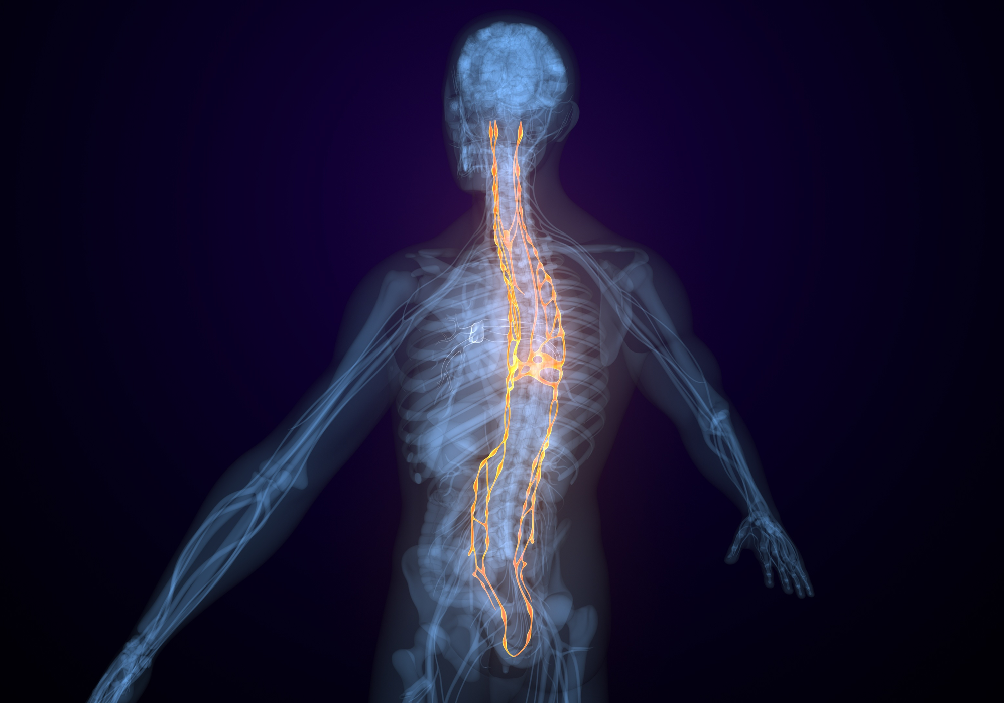 Skeletal system with highlighted nervous system on a dark background